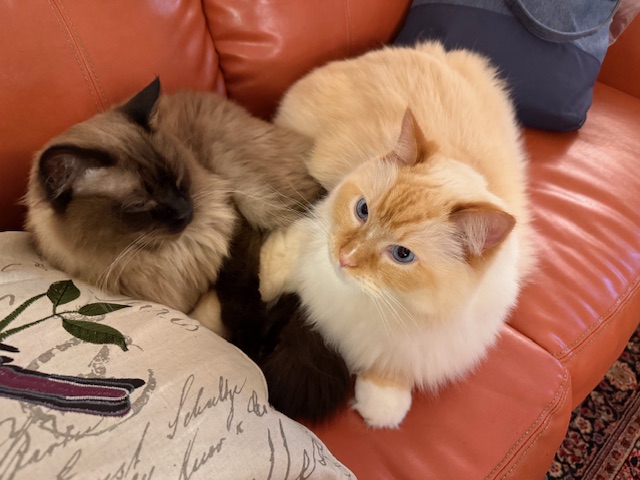 Prepping for a Vet visit- a Cat’s perspective